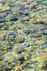 Coral under clear water. Abstract marine background. Vertical photo. Blurry