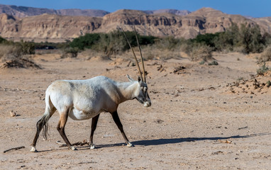 Antelope Arabian white oryx (Oryx dammah) inhabits native environments of Sahara desert, recently...