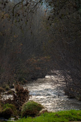 curso do rio entre as árvores secas de inverno