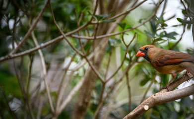Female Northern Cardinal