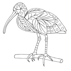 Ibis bird coloring page side view for painting vector illustration