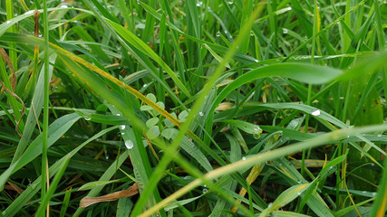 After the rain, close up of water drops on green grass in autumn.