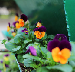 flowers in the garden