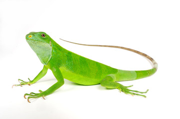 weiblicher Fidschileguan, Kurzkammleguan / female Lau banded iguana (Brachylophus fasciatus) 