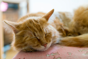 Sleeping red cat. Sleeping cat. bright red cat sweetly sleeping on the couch, the cat fell ill
