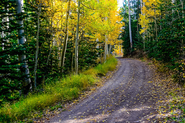 Naklejka premium Aspen Trail