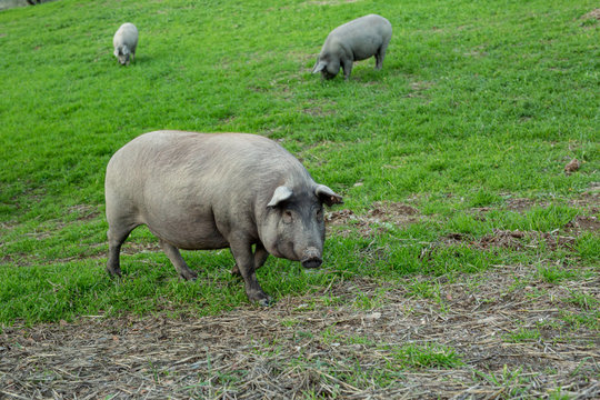 Iberian pig