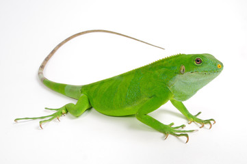 weiblicher Fidschileguan, Kurzkammleguan / female Lau banded iguana (Brachylophus fasciatus) 