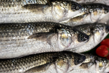 Fresh Mugil fish on the counter of a fish shop close up.