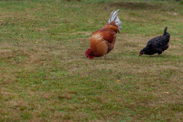 Rooster and chickens grazing on the grass