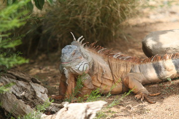 iguana on rock
