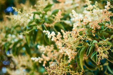 flowers in the garden