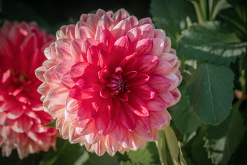 Detailed close up of a pink "John Neumeier" dahlia flower