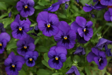 purple iris spring flowers 