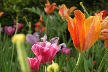 Obraz premium orange purple and pink spring flowers