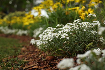 white and yellow flowers garden
