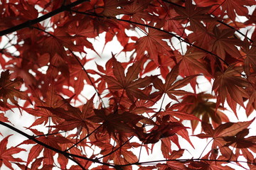 autumn fall leaves 