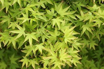 green leafs