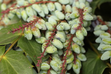 green and brown plant 