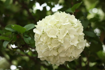 white spring flower