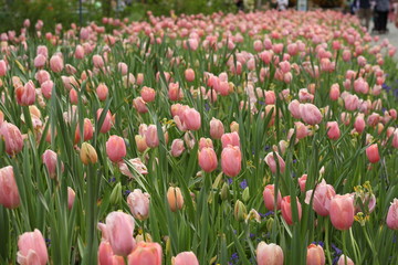 pink tulips spring flowers