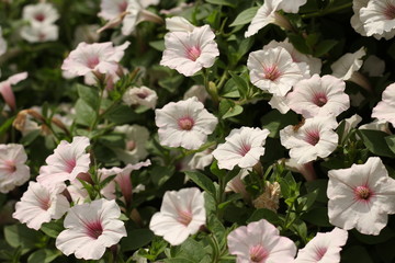 Obraz na płótnie Canvas white and pink spring flowers