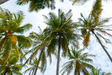 Fototapeta na wymiar Beautiful urban landscape with palm trees
