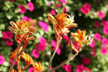 Orange and Pink spring flowers