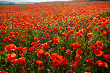 Meadow with beautiful bright red poppy flowers in spring. Poppies on green field. Rural landscape with red wildflowers
