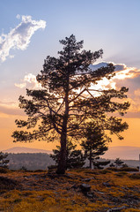 Obraz premium ARBOL AL ATARDECER