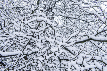 White tree branches under snow in winter close-up.
