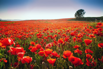 Meadow with beautiful bright red poppy flowers in spring. Poppies on green field. Rural landscape with red wildflowers