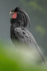 Palm cockatoo, Probosciger aterrimus, goliath, smoky-grey, black parrot with red cheeks, crest and very large beak, from New Guinea, Australia. Excellent portait of rare parrot sitting in green.
