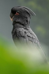 Palm cockatoo, Probosciger aterrimus, goliath, smoky-grey, black parrot with red cheeks, crest and very large beak, from New Guinea, Australia. Excellent portait of rare parrot sitting in green.