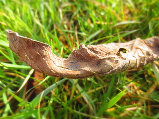 leaf in the grass