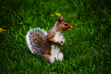 Squirrel