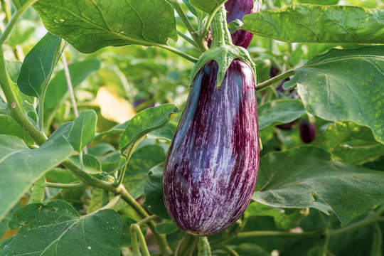 Aubergine