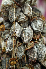 naturally dried figs on branches