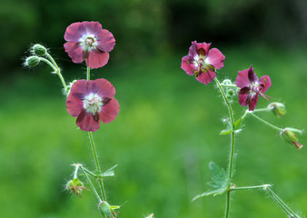 Geranium phaeum blooms in nature in spring forest