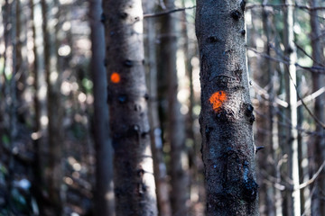spruce marked with colour