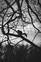 Squirrel In The Trees - Black & White