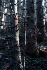 spruce marked with colour