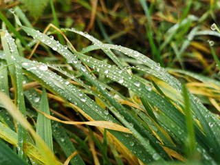 Wasser auf grünem Gras