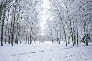 Fototapeta premium Snow is falling in a winter park with snow-white trees.