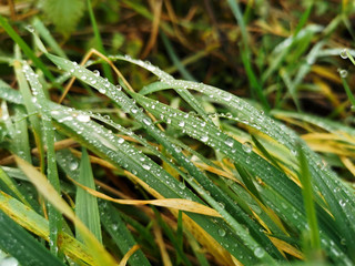 Wasser auf Grashalmen