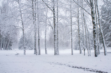 Snow is falling in a winter park with snow-white trees.