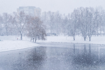 Snow pours in a winter city park with snow-white trees and a lake.