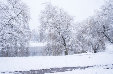 Snow pours in a winter city park with snow-white trees and a lake.