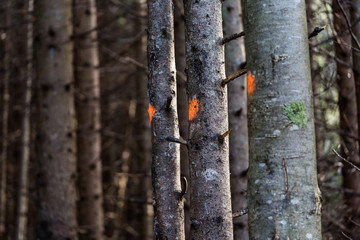farbig markierte Bäume im Wald