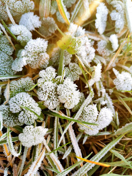 Eisblumen - Gefrorene Wiesenpflanzen im Sonnenlicht